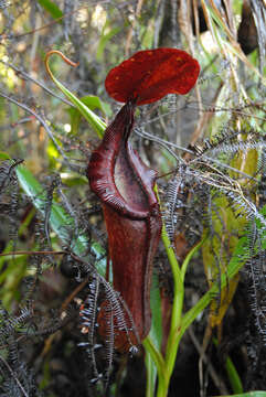 Image of Nepenthes pulchra Gronem., S. McPherson, Coritico, Micheler, Marwinski & V. B. Amoroso