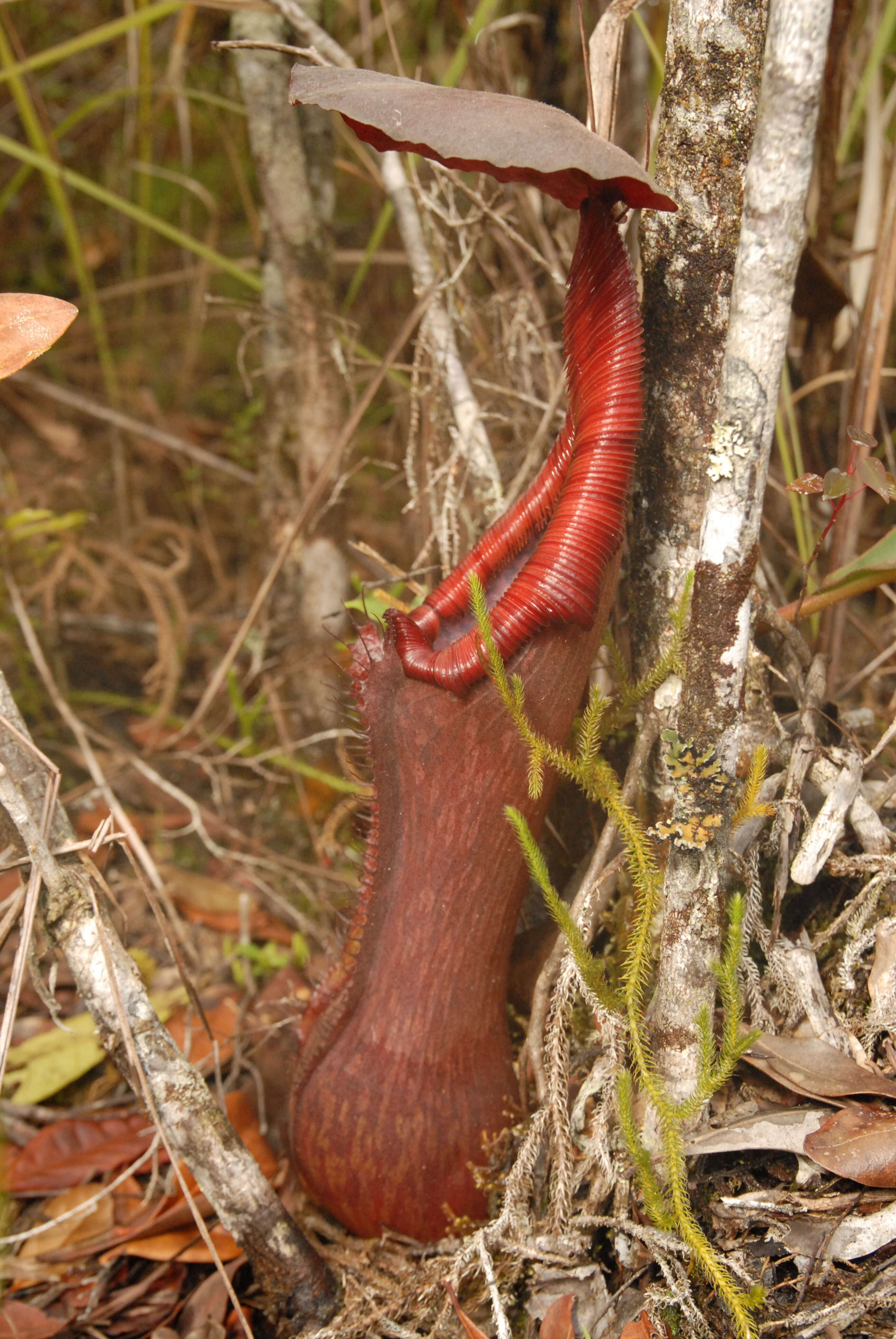Image of Nepenthes pulchra Gronem., S. McPherson, Coritico, Micheler, Marwinski & V. B. Amoroso