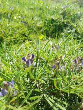 Image of Lupinus linearis Desr.