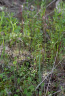 Image of Chameleon orchid