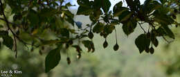 Image of Japanese snowbell