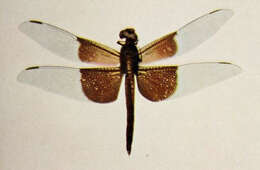 Image of Widow Skimmer