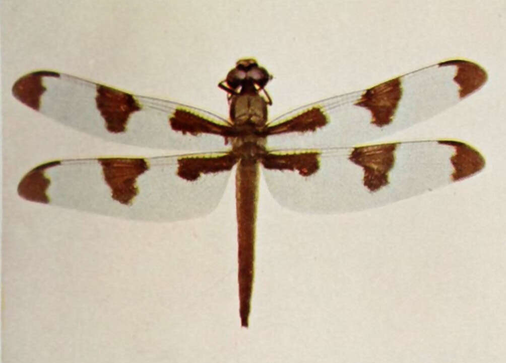 Image of Twelve-spotted skimmer