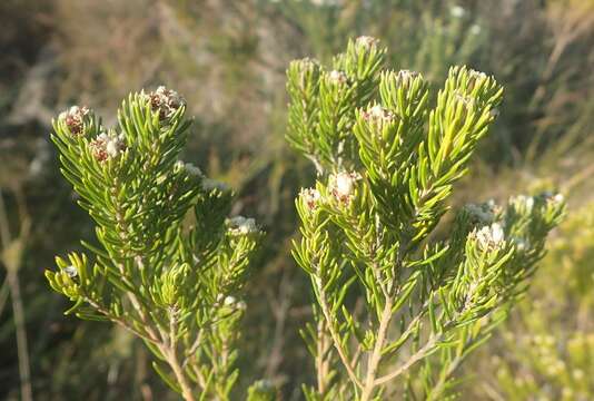 Imagem de Phylica axillaris var. axillaris