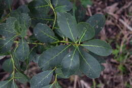 Слика од Ilex paraguariensis A. St.-Hil.