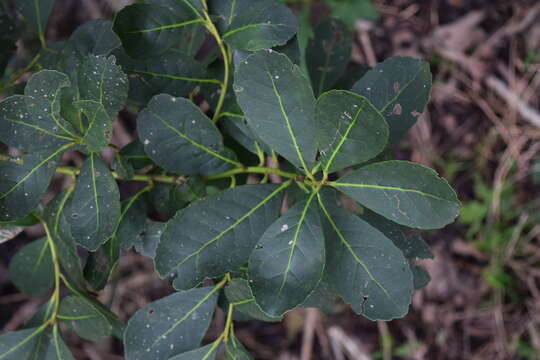 Слика од Ilex paraguariensis A. St.-Hil.