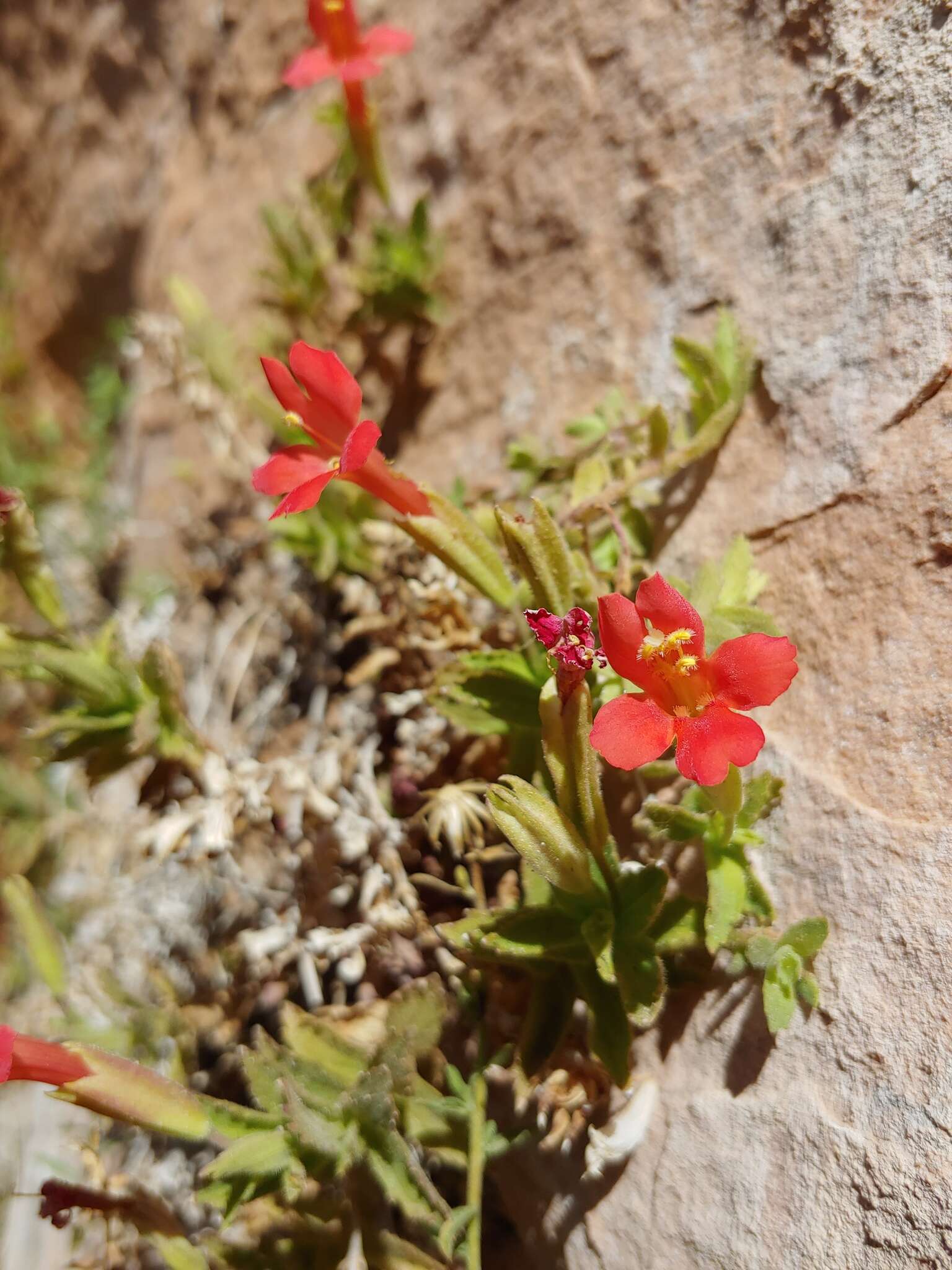 Image of Eastwood's Monkey-Flower