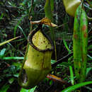 Image of Nepenthes hamiguitanensis Gronem., Wistuba, V. B. Heinrich, S. McPherson, Mey & V. B. Amoroso