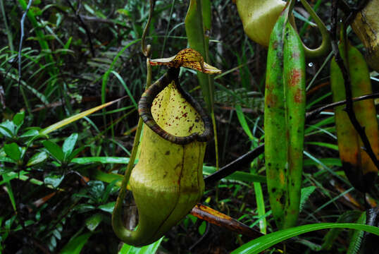 Image of Nepenthes hamiguitanensis Gronem., Wistuba, V. B. Heinrich, S. McPherson, Mey & V. B. Amoroso