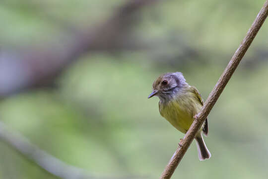 Image of Eared Pygmy Tyrant