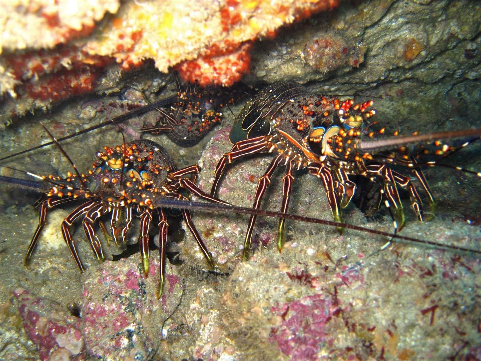 Image of Pinto lobster