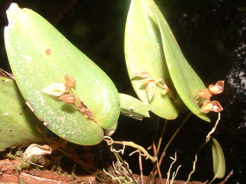 Image of Pleurothallis matudana C. Schweinf.