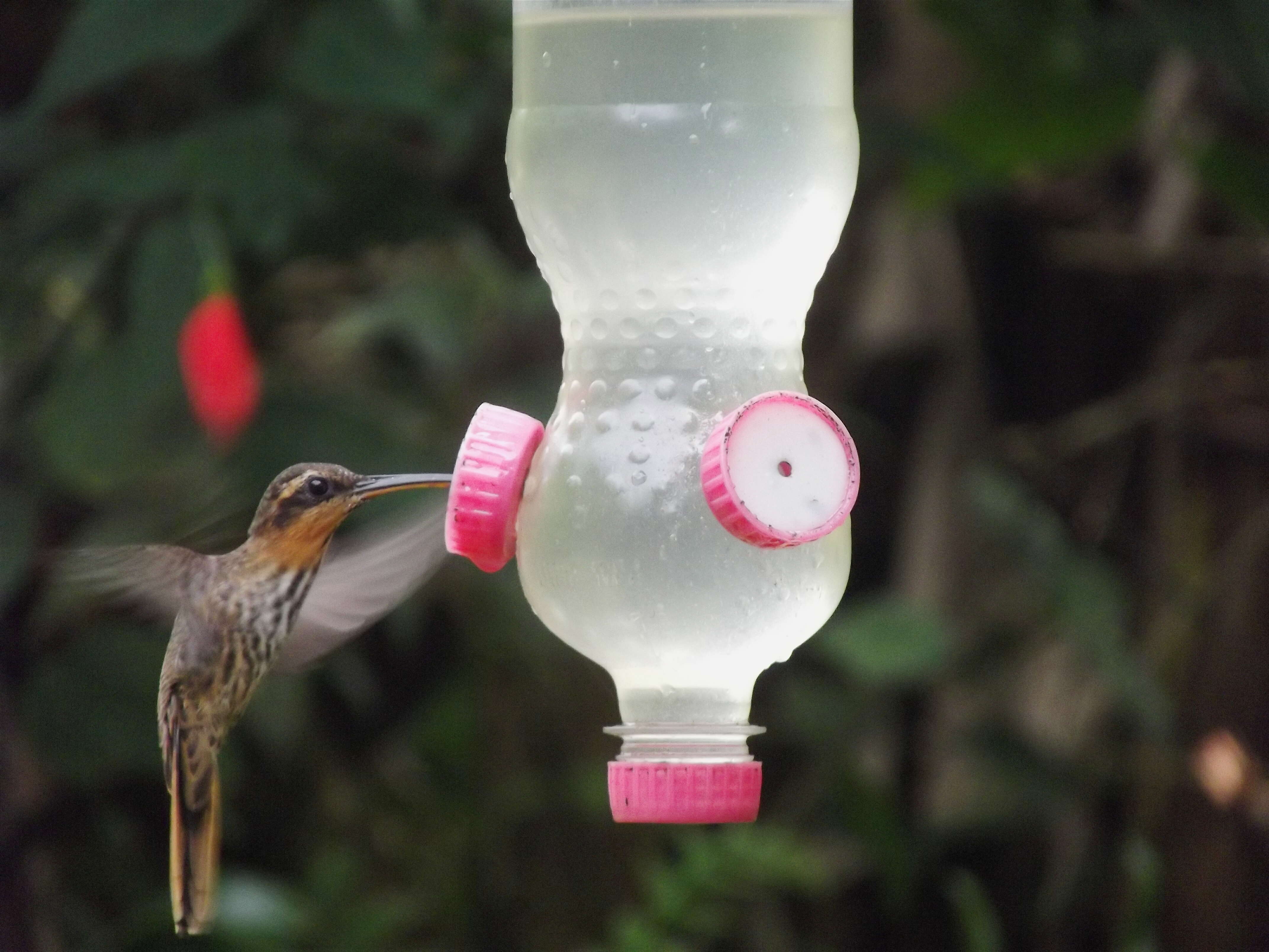 Image of Hook-billed hermit (hummingbird)