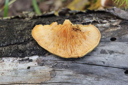 Image de Lentinus pilososquamulosus Lj. N. Vassiljeva 1973