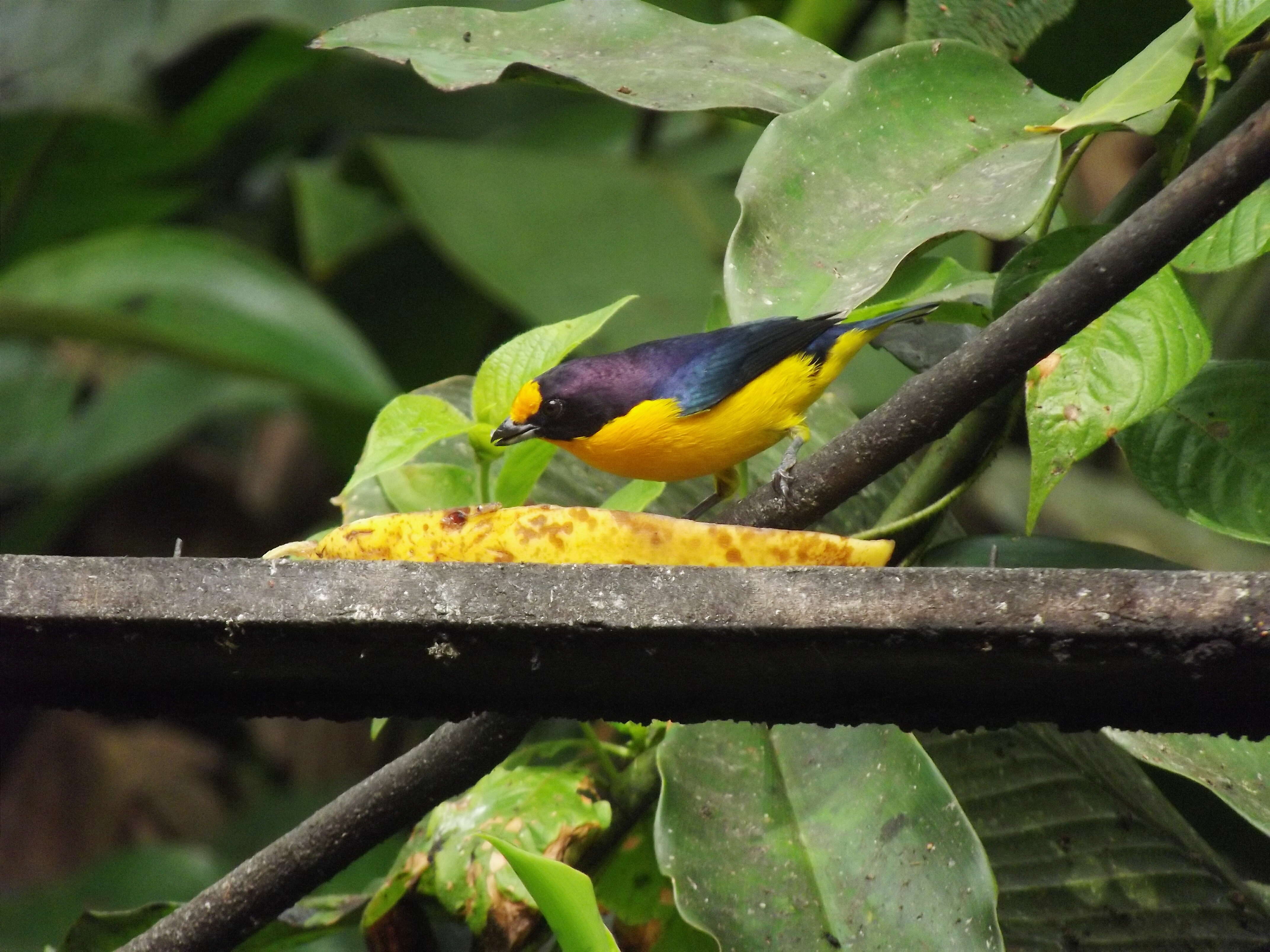 Euphonia violacea (Linnaeus 1758)的圖片