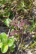 Image of Pedicularis eriophora Turcz.