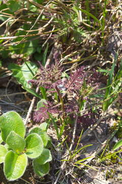 Image of Pedicularis eriophora Turcz.