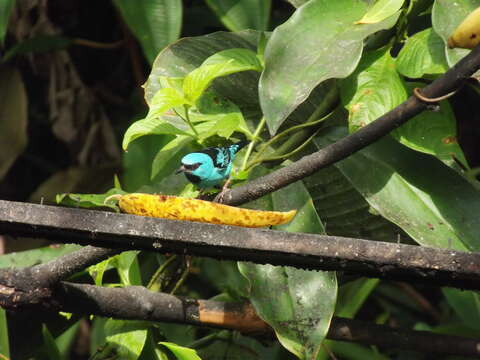 Imagem de Dacnis cayana (Linnaeus 1766)