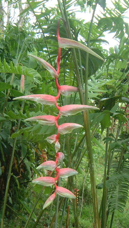 Image of Heliconia chartacea Lane ex Barreiros