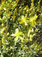 Image of Hypericum olympicum L.