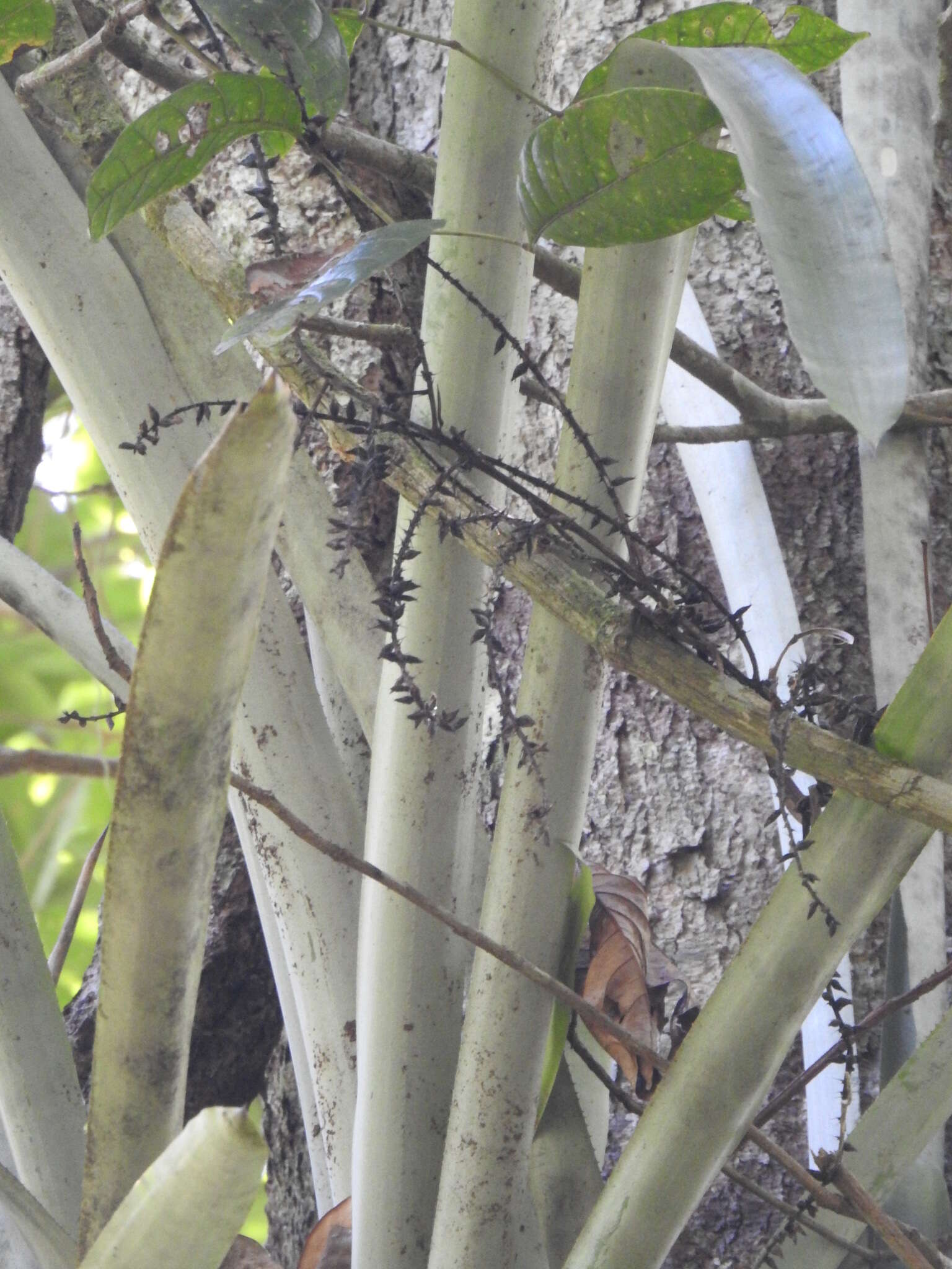 Aechmea lingulata (L.) Baker的圖片