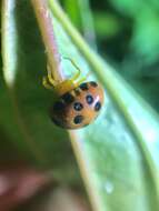 Image of Paraplectana coccinella (Thorell 1890)