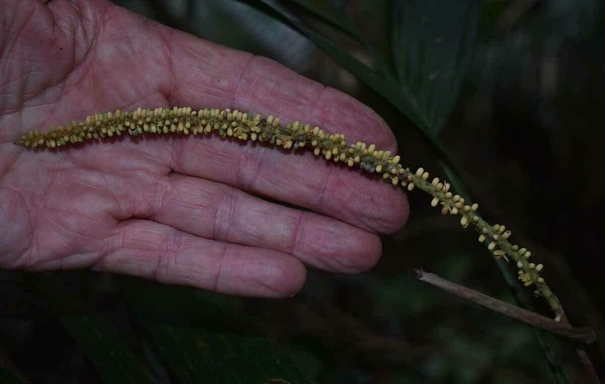 Plancia ëd Linospadix minor (W. Hill) Burret