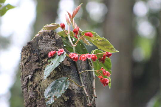 Image of Begonia radicans Vell.