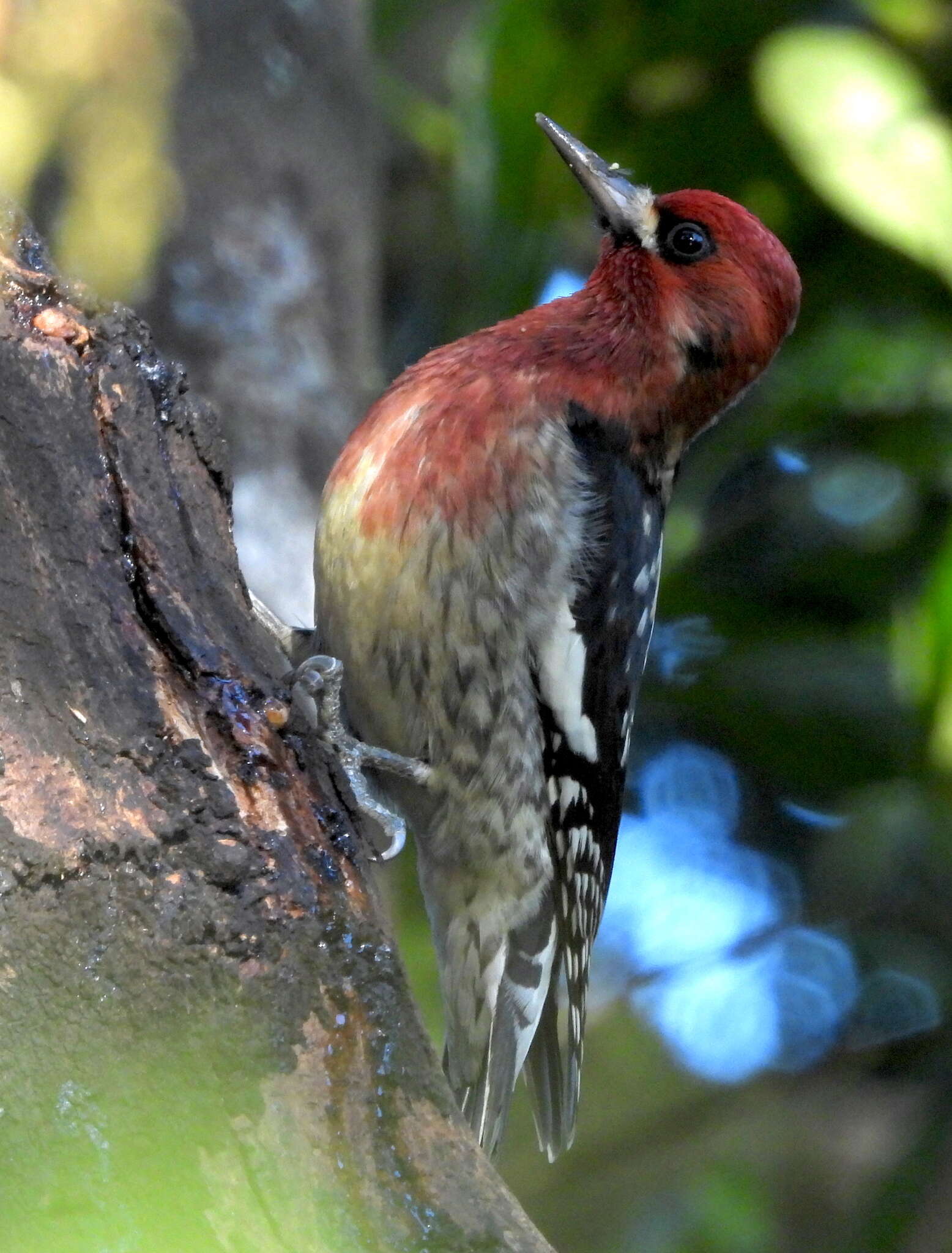 Sphyrapicus ruber ruber (Gmelin & JF 1788)的圖片