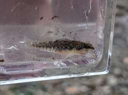 Image of Mud Darter