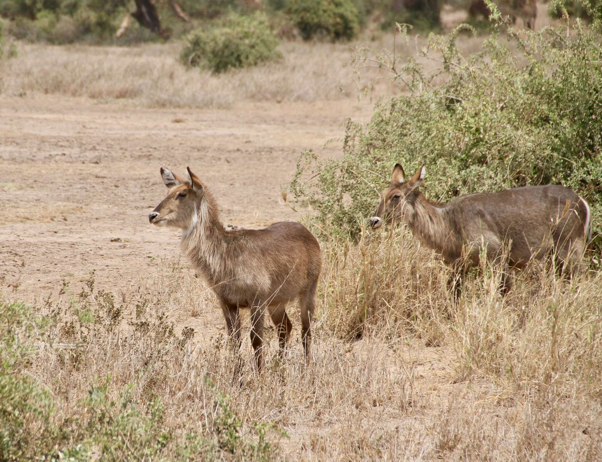 Image de Reduncinae