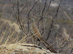 Image of Lesser Roadrunner