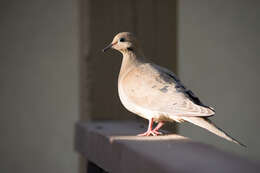 Image of American Mourning Dove