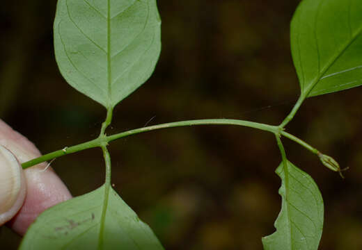 Image of Jasmine, Native