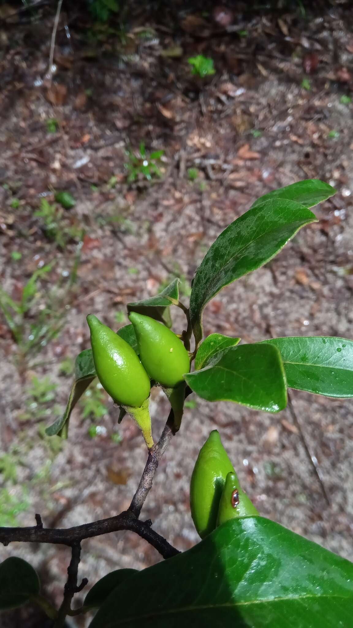 Plancia ëd Diospyros tropophylla (H. Perrier) G. E. Schatz & Lowry