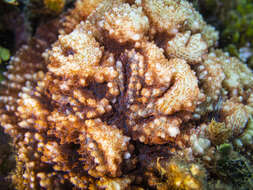 Image of Flat Lettuce Coral