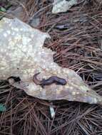 Image of Bolitoglossa hartwegi Wake & Brame 1969