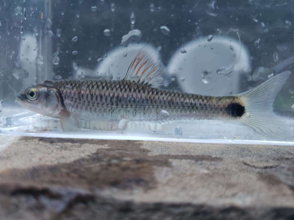 Image of Alabama shiner