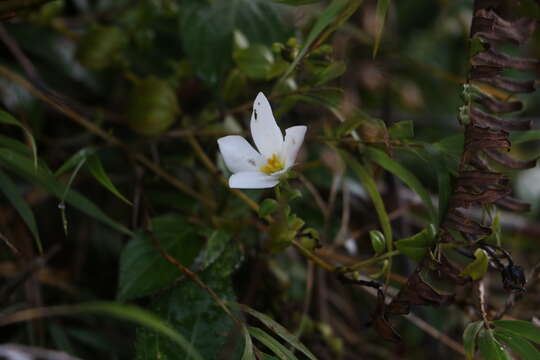 Image of Exacum walkeri Arn. ex Griseb.