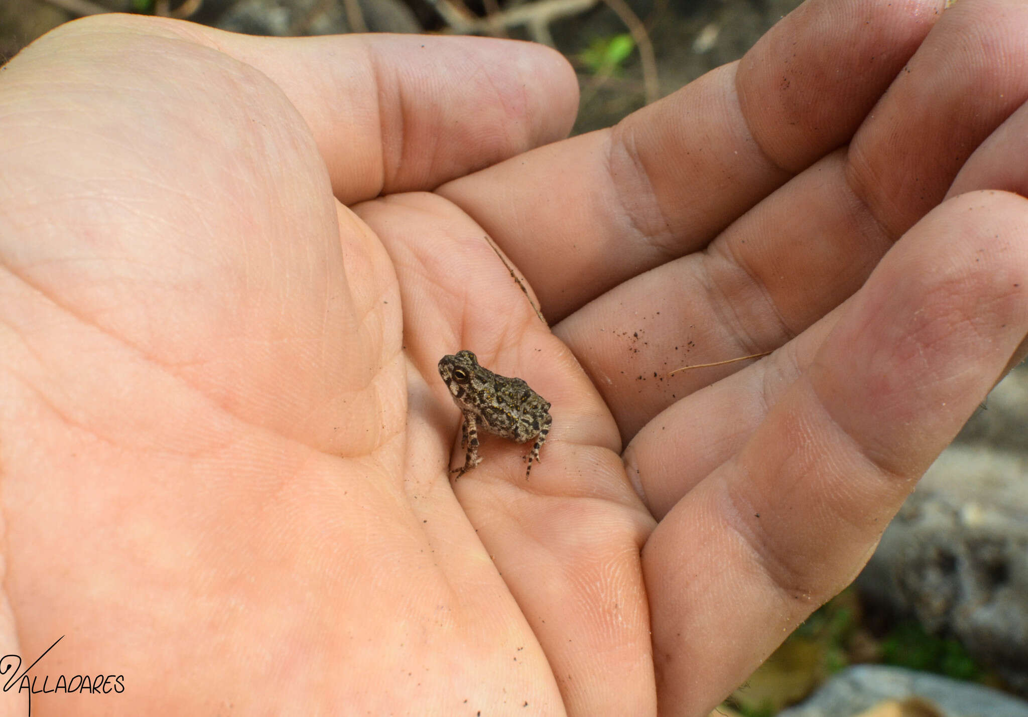 Incilius marmoreus (Wiegmann 1833) resmi