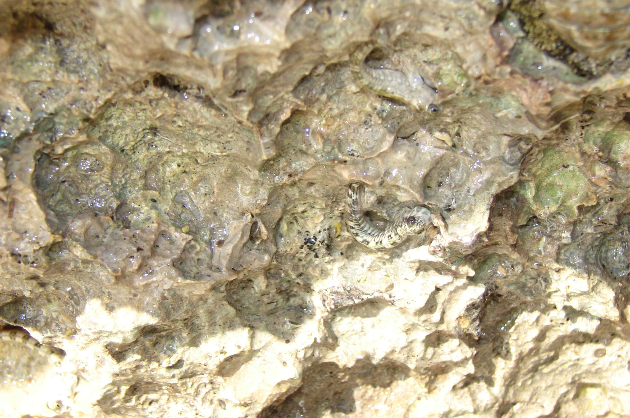 Image of Pallid Rockskipper