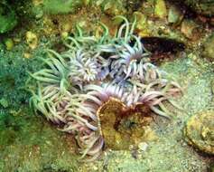 Image of Sebae Anemone