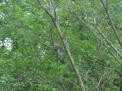 Image of Grey Treepie