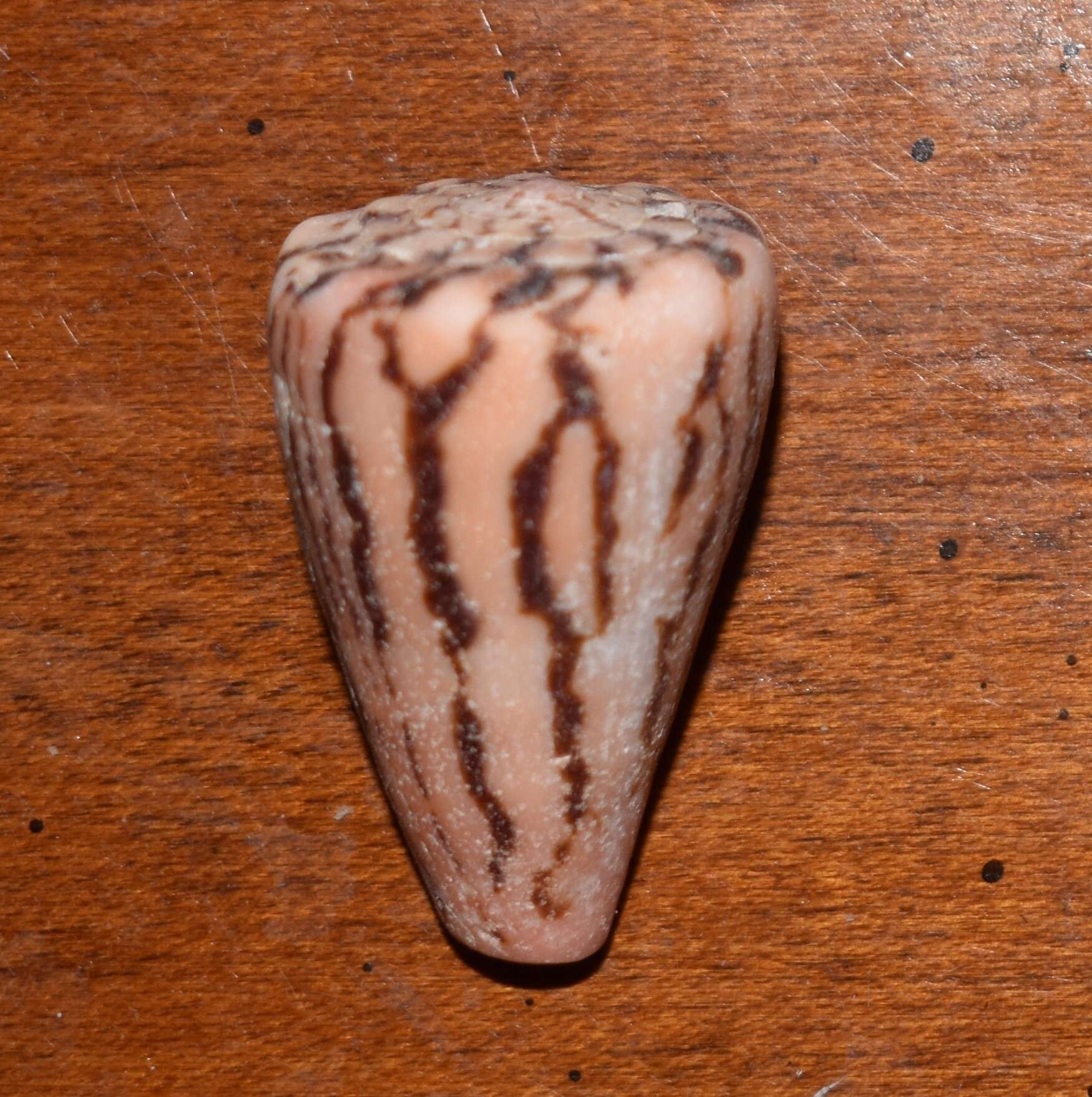 Image de Conus princeps Linnaeus 1758