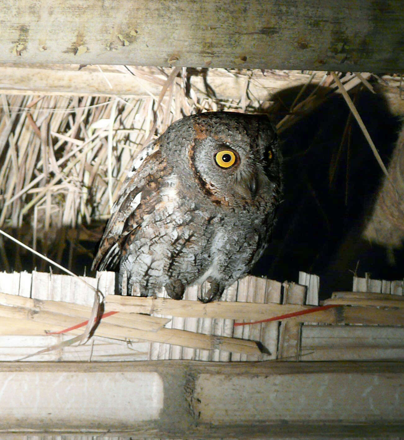 Image of Oriental Scops Owl