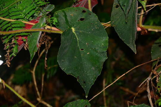 Image of Begonia scharffii Hook. fil.