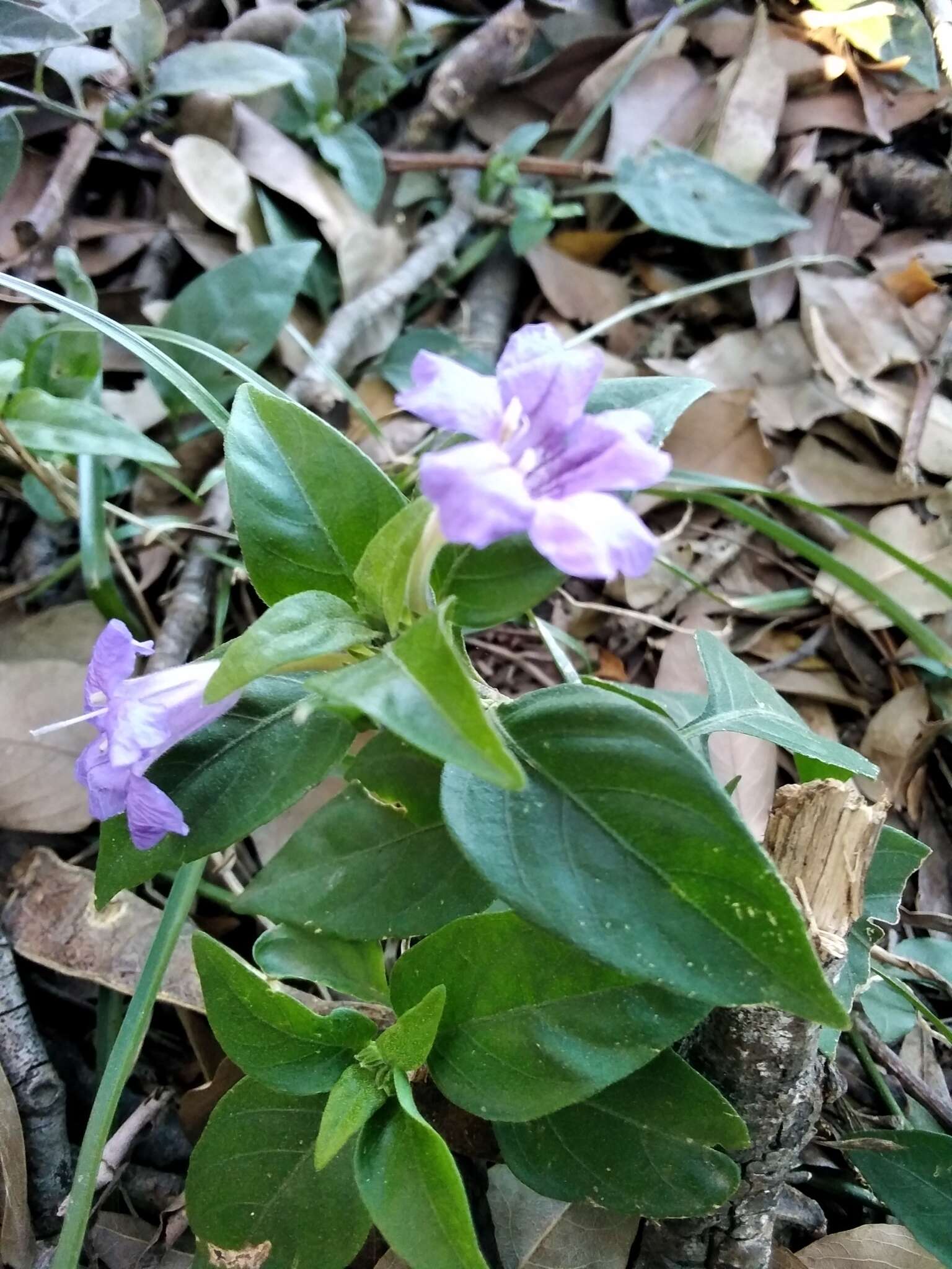 Plancia ëd Ruellia erythropus (Nees) Lindau