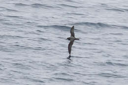 Image of Murphy's Petrel