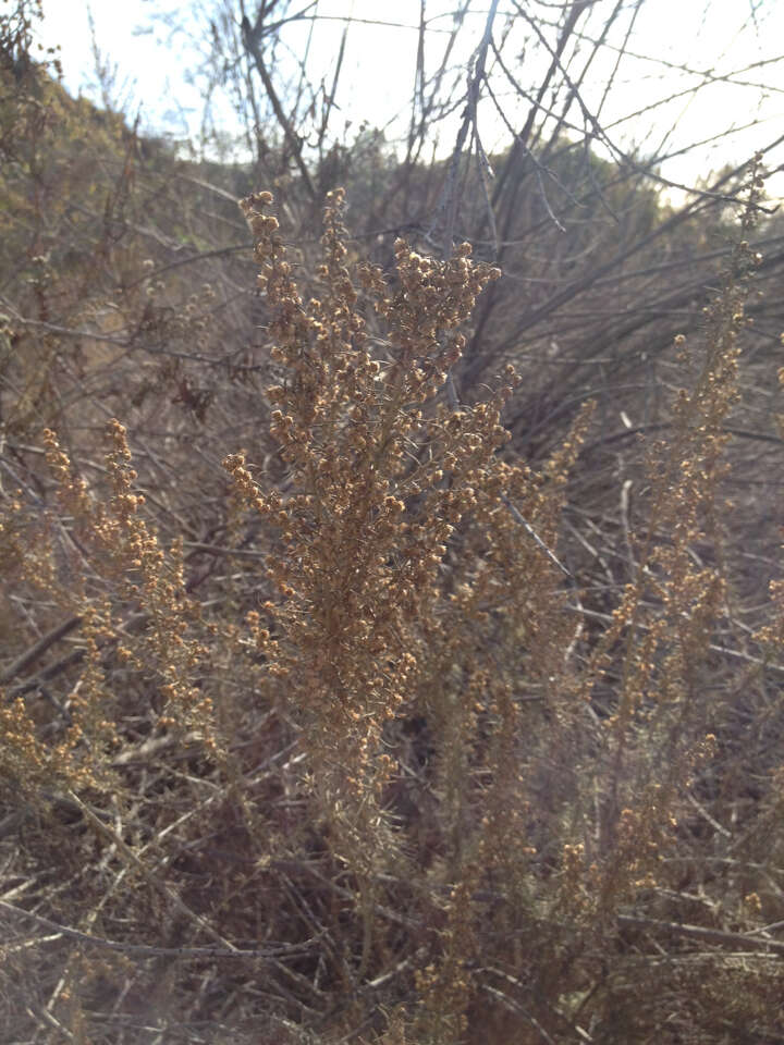 Image of coastal sagebrush