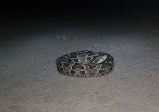 Image of Bothrops matogrossensis Amaral 1925